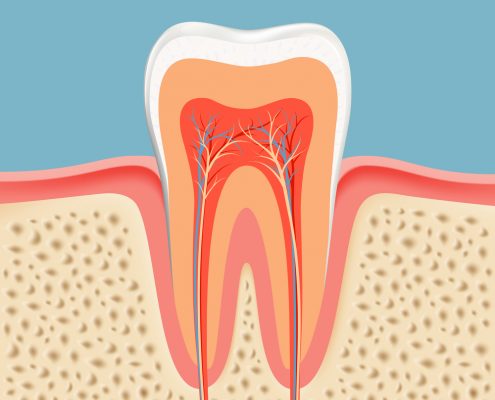 تعداد ریشه و کانال دندان