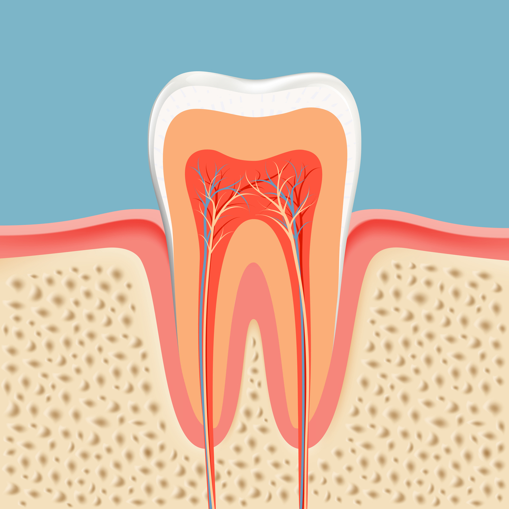 تعداد ریشه و کانال دندان